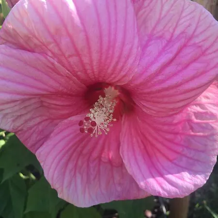 Dom wakacyjny Georges